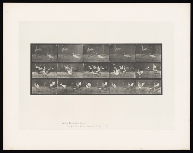 digitised image 1