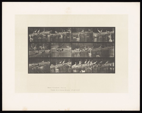 Storks and swans on land and water. Collotype after Eadweard Muybridge, 1887.