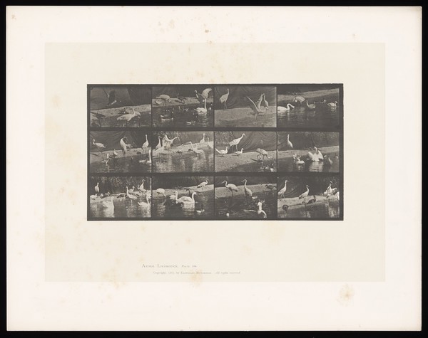 Storks and swans on land and water. Collotype after Eadweard Muybridge, 1887.
