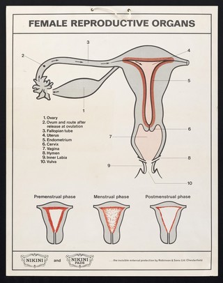 Female reproductive organs / Robinson & Sons Ltd.