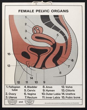 Female pelvic organs / Robinson & Sons Ltd.