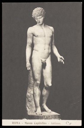 Antinous. Photographic postcard, 191-.