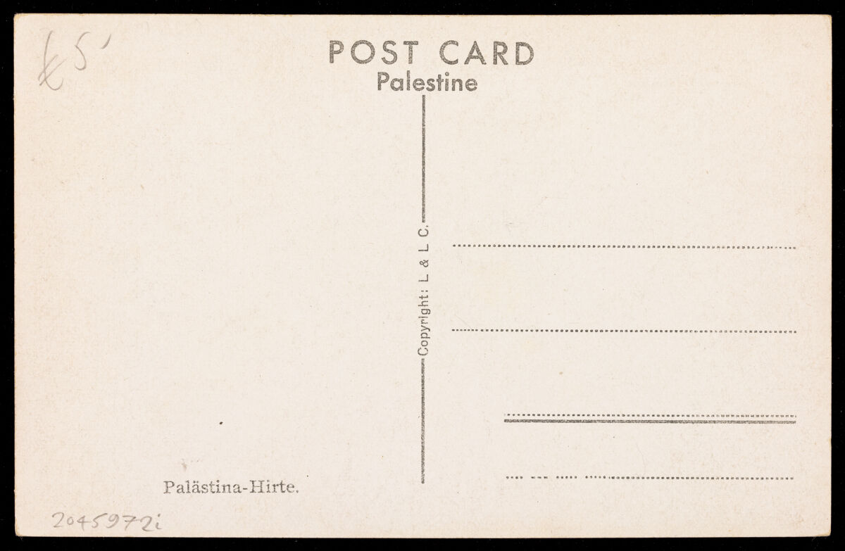 Photograph of a shepherd looking at the viewer, Palestine.