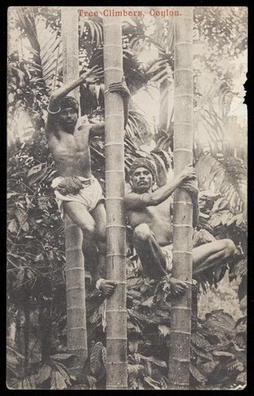 Two Sri Lankan tree climbers in the canopy.