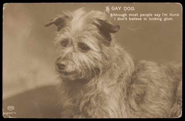 A 'gay' dog. Photographic postcard, ca. 1911.