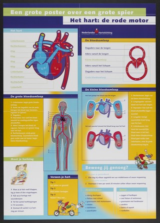 The heart and blood circulation system: anatomy and physiology explained through diagrams for children, with a view to heart disease prevention. Colour lithograph for the Nederlandse Hartstichting, ca. 2001.
