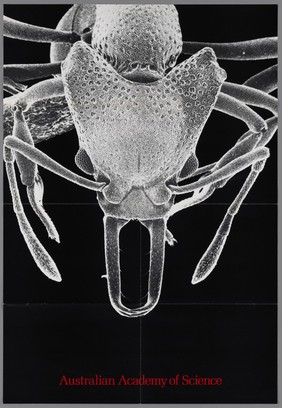 Australian Academy of Science : New Guinea ant, orectognathus velutinus / scanning electron micrograph: Dr. R. W. Taylor ; text; Dr. R. W. Taylor.