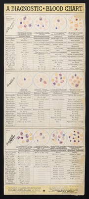 A diagnostic blood chart / complimets of Andrus & Andrus ... representing The Palisade Man'f'g Co.