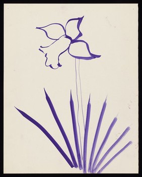 A purple daffodil. Watercolour by M. Bishop, ca. 1970.