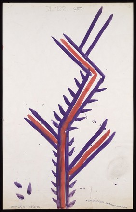 A purple and red stem with spiny offshoots. Watercolour by M. Bishop, 1970.