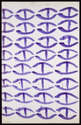 Multiple pairs of purple curves linked by a line. Watercolour by M. Bishop, 19--.