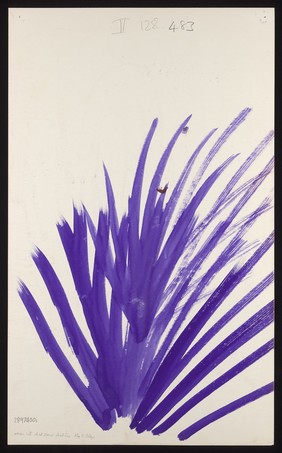 A purple eruption. Watercolour by M. Bishop, 1971.