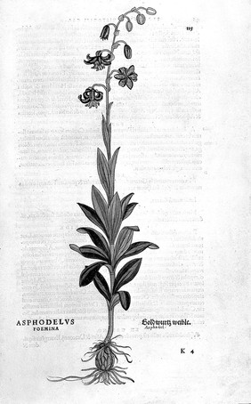 De historia stirpivm commentarii insignes ... adiectis eorvndem vivis plvsqvam quingentis imaginibus ... Accessit ... uocum difficilium & obscurarum passim in hoc opere ocurrentium explicatio ... / [Leonhard Fuchs].