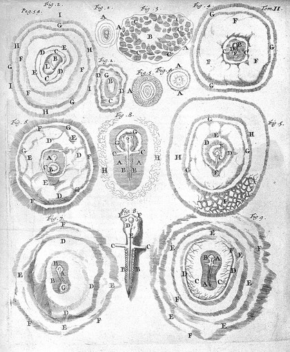 Opera omnia, figuris elegantissimis in aes incisis illustrata : Tomis duobus comprehensa. Quorum catalogum sequens pagina exhibet / [Marcello Malpighi].