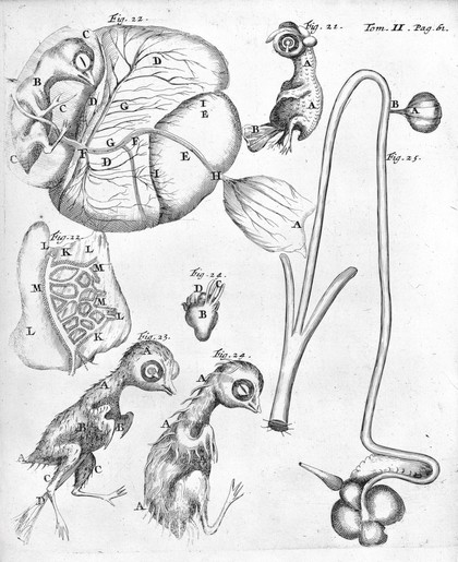 Opera omnia, figuris elegantissimis in aes incisis illustrata : Tomis duobus comprehensa. Quorum catalogum sequens pagina exhibet / [Marcello Malpighi].
