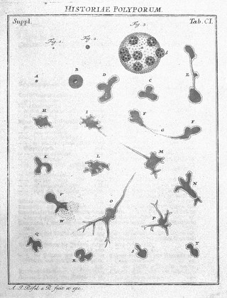 Der monatlich-herausgegebenen Insecten-Belustigung erster [-vierter] Theil [nebst einer zuverlässigen Nachricht von den Lebensumständen des seel. Verfassers ... von C.F.C. Kleemann] In welchem die in sechs Classen eingetheilte Papilionen mit ihrem Ursprung, Verwandlung und allen wunderbaren Eigenschaften, aus eigener Erfahrung beschrieben, ... nach dem Leben abgebildet, vorgestellet werden / von August Johann Rösel, Miniatur, Malern. ; Nebst einer Vorrede, in welcher von dem Nutzen der Insecten gehandelt, was sie seyen gezeiget, und von der Eintheilung derselben Nachricht gegeben wird.