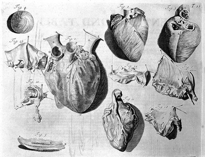 The anatomy of humane bodies, with figures drawn ... by some of the best masters in Europe ... To which is added an introduction explaining the animal oeconomy / Revised and publish'd by C.B. Albinus.