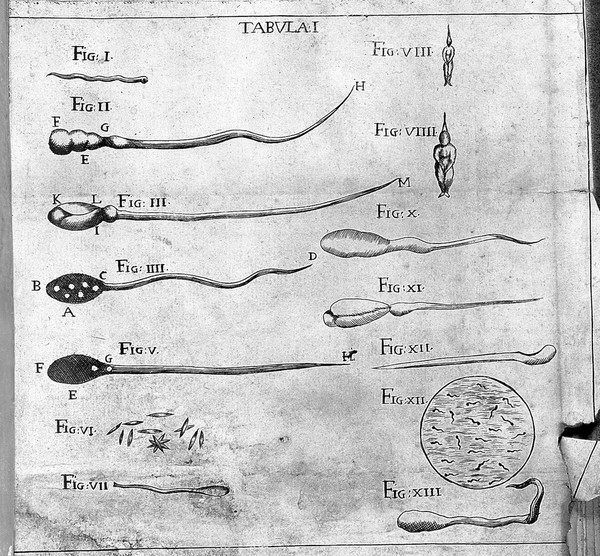 Figures of homunculi in semen.