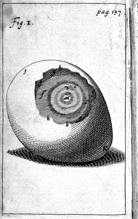 Schrader; embryology