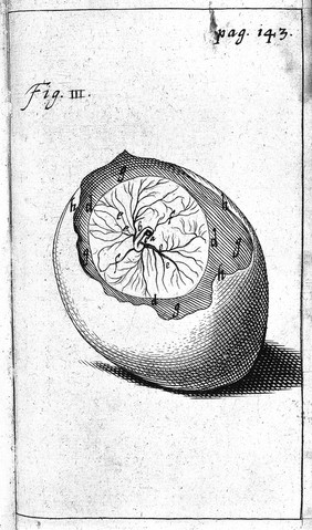 Schrader, embryology