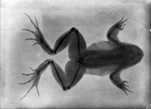 view Radiograph: frog with a broken leg that has healed.