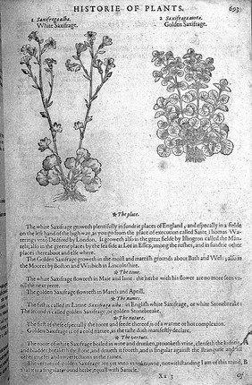 The herball or, generall historie of plantes / Gathered by John Gerarde.