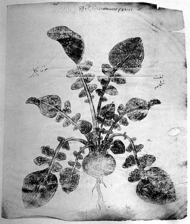 Codex Aniciae Iulianae picturis illustratus : nunc Vindobonensis Med. Gr. I. phototypice editus / Moderante Iosepho de Karabacek ... praefati sunt Antonius de Premerstein [and others] Accedit tabula lithographica.