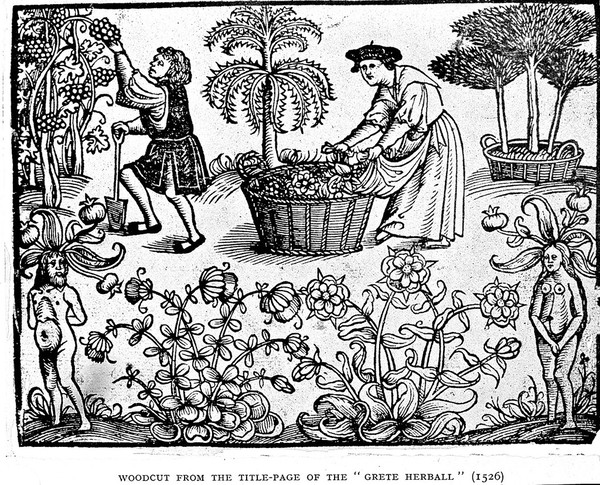The old English herbals / by Eleanour Sinclair Rohde ... ; with coloured frontispiece and 17 illustrations.