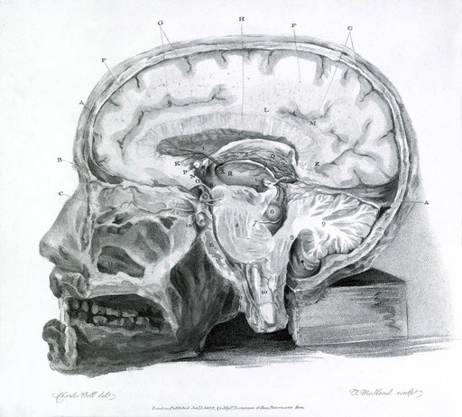 Section of the brain. Sir Charles Bell, engraving, 1802.
