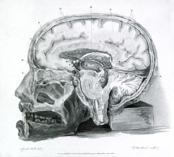 The anatomy of the brain, explained in a series of engravings / By Charles Bell.