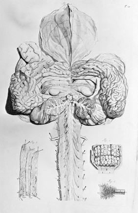 Anatomia humani corporis / centum & quinque tabulis, per artificiosiss. G. de Lairesse ad vivum delineatis, demonstrata.