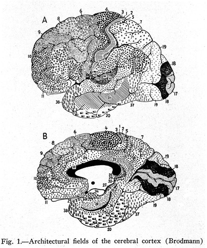 Vergleichende Lokalisationslehre der Grosshirnrinde in ihren Prinzipien dargestellt auf Grund des Zellenbaues / [K. Brodmann].