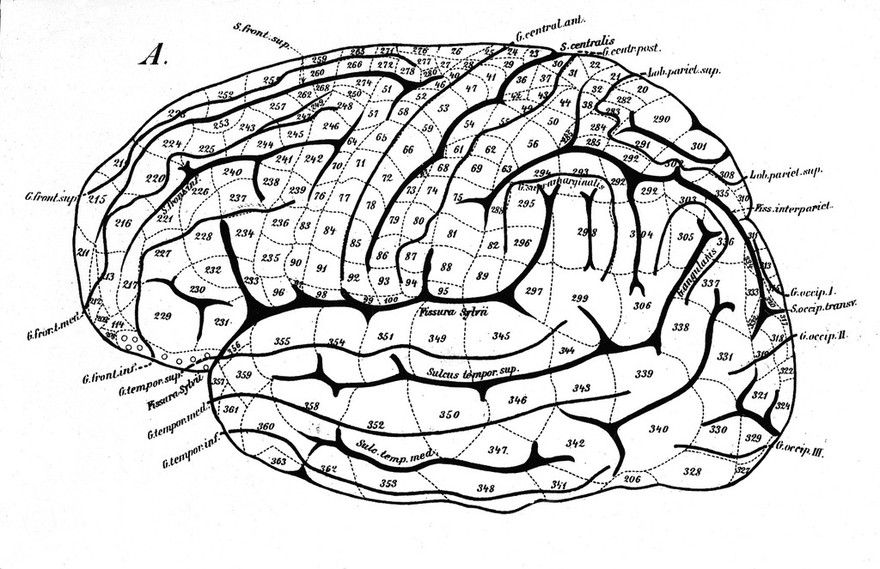 Untersuchungen über die Localisation der Functionen in der Grosshirnrinde des Menschen / [Siegmund Exner].