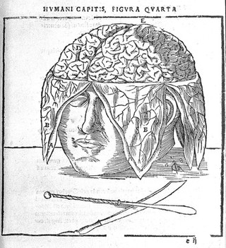 Anatomia capitis humani, in Marpurgensi Academia superiori anno, publice exhibita ... / [Johann Dryander].