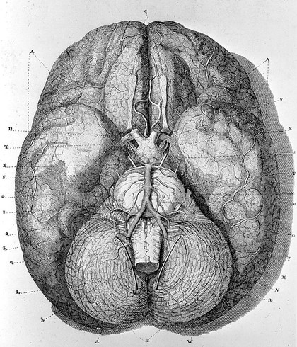 Epistola anatomica, problematica, duodecima / authore Mich. Ernesto Ettmullero ... ad virum clarissimum Fredericum Ruyschium ... de cerebri corticali substantia, &c.