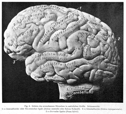 Das menschliche Gehirn nach seinem Aufbau und seinen wesentlichen Leistungen / gemeinverständlich dargestellt.