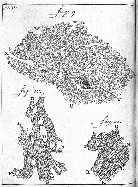 Brain: Cerebral Cortex, from van Leeuwenhoek, Epistolae physiologicae, 1719