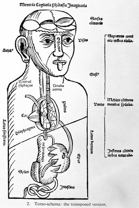 Human torso.