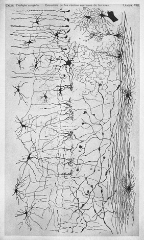 Brain structures.