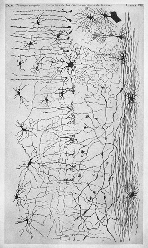 view Brain structures.