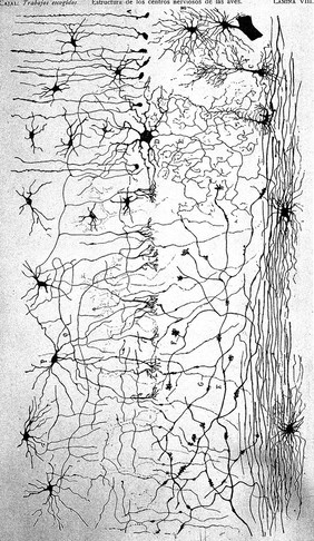 Brain structures.