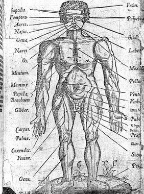 Male figure illustration, 16th century.