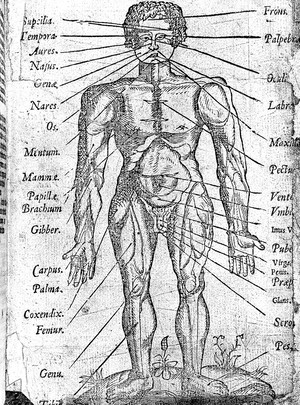 view Male figure illustration, 16th century.