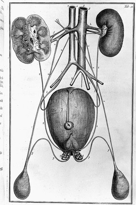 A systeme of anatomy, treating of the body of man, beasts, birds, fish, insects, and plants ... Illustrated with many schemes ... engraven in seventy four ... plates. And after every part of man's body hath been anatomically described, its diseases, cases, and cures are concisely exhibited ... / [Samuel Collins].