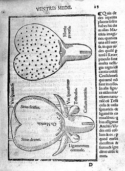 Isagoge breves prelucide ac uberime in anatomiam humani corporis. A communi medicorum academia usitatam. *** / [Jacopo Berengarius da Carpi].