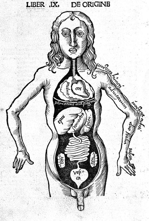 view Woodcut, anatomical figure showing viscera, circa 1503.