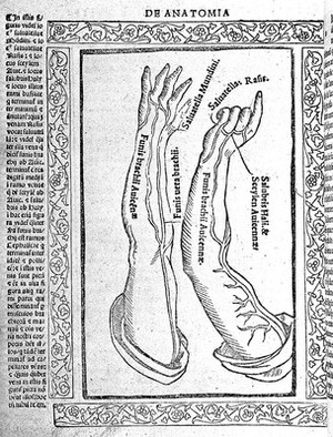 view Arms showing funis brachii, Berengarius, 1523