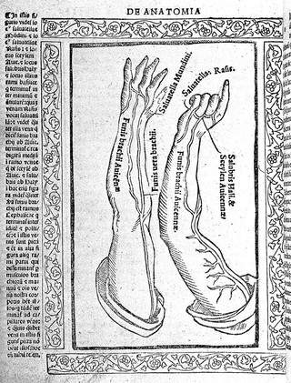 Arms showing funis brachii, Berengarius, 1523