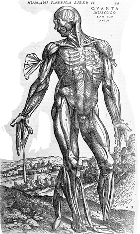 De humani corporis fabrica libri septem / [Andreas Vesalius].