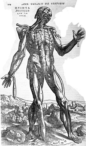 De humani corporis fabrica libri septem / [Andreas Vesalius].